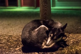 longyearbyen, Nicholas Orloff longyearbyen, Nicholas Orloff