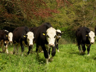 about, Nicholas Orloff about, Nicholas Orloff