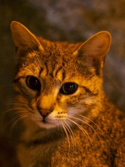 Cats of Split, Croatia. © 2014 Nicholas Orloff Photography.