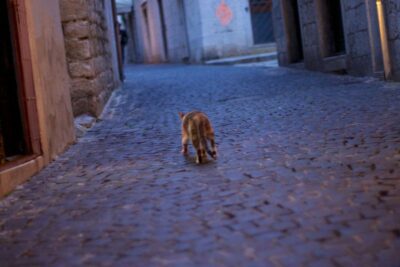 Cats of Split, Croatia. © 2014 Nicholas Orloff Photography.