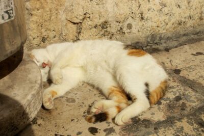 Cats of Split, Croatia. © 2014 Nicholas Orloff Photography.