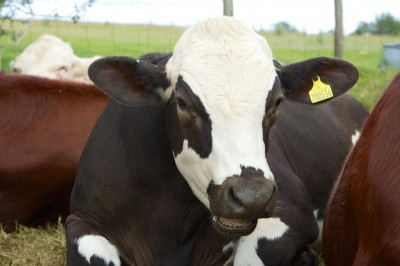 the benefits of slow travel: the south downs way, Nicholas Orloff