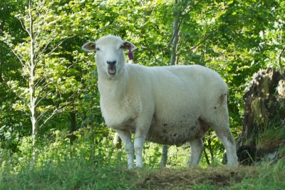 the benefits of slow travel: the south downs way, Nicholas Orloff