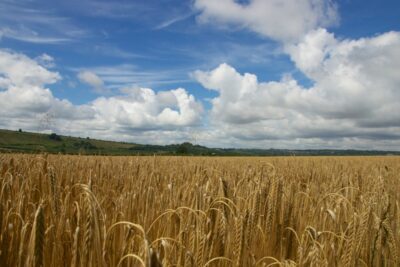 Slow Travel - Along the South Downs Way. © 2013 Nicholas Orloff Photography.