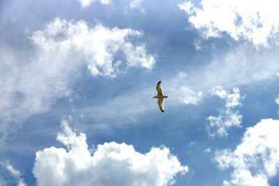 Slow Travel - Along the South Downs Way. © 2013 Nicholas Orloff Photography.