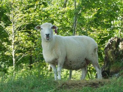 Slow Travel - Sheep in the Forest - Along the South Downs Way. © 2013 Nicholas Orloff Photography.