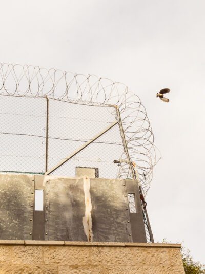 Bird flying over razor wire at the top of the seperation barrier.