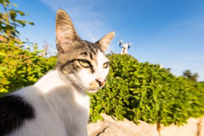 Nicholas Orloff - Cats of Tel Aviv