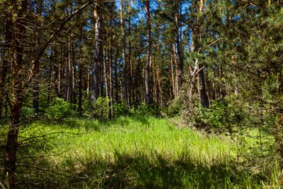 An overgrown path disappearing into a thick forest.