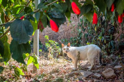 White cat surrounded by lovely red flowers in Harar, Ethiopia. © Nicholas Orloff