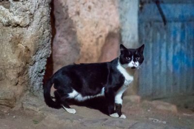 cats of harar, ethiopia | Nicholas Orloff