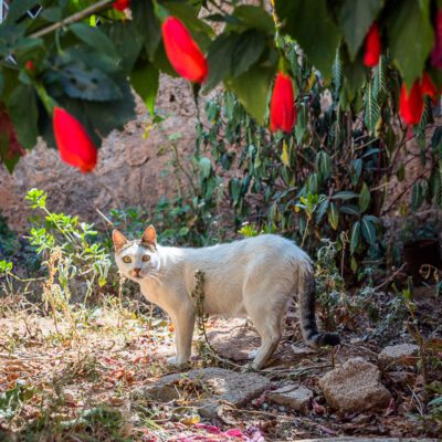 cats of harar | Nicholas Orloff